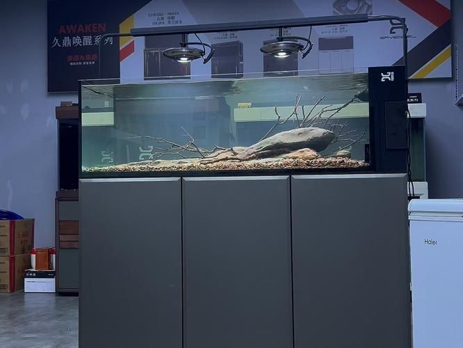 久鼎和彩鰈哪個更適合龍魚？，久鼎與彩鰈龍魚缸對比 久鼎和彩鰈哪個更適合龍魚？，久鼎與彩鰈龍魚缸對比 龍魚百科 第2張