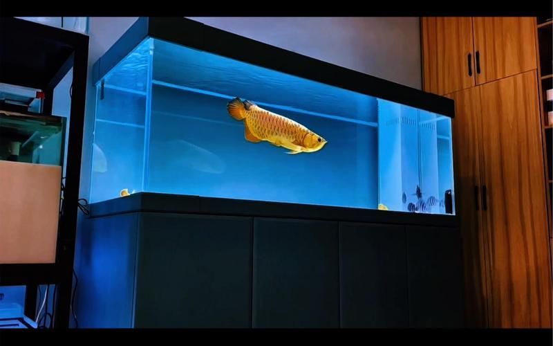 久鼎和彩鰈哪個更適合龍魚？，久鼎與彩鰈龍魚缸對比 久鼎和彩鰈哪個更適合龍魚？，久鼎與彩鰈龍魚缸對比 龍魚百科 第5張