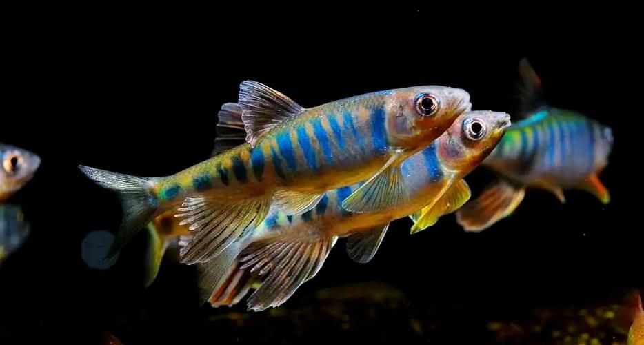 長汀龍魚有哪些特點？，關于長汀龍魚的知識 長汀龍魚有哪些特點？，關于長汀龍魚的知識 龍魚百科 第6張