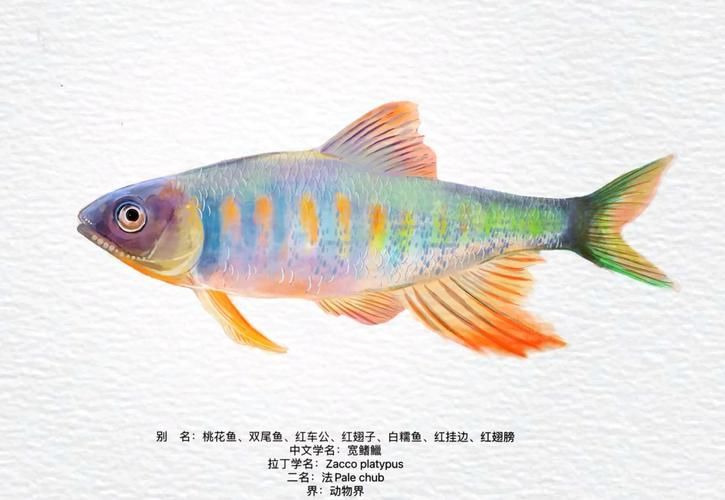 長汀龍魚有哪些特點(diǎn)？，關(guān)于長汀龍魚的知識