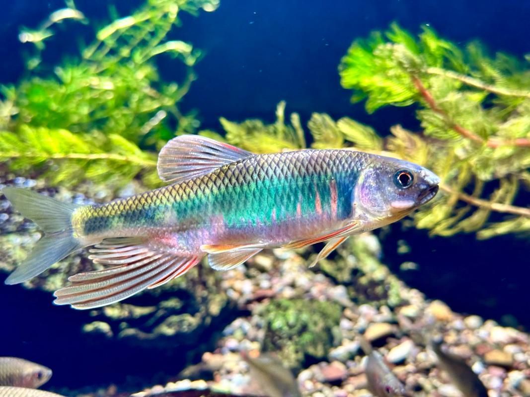 長汀龍魚有哪些特點？，關于長汀龍魚的知識 長汀龍魚有哪些特點？，關于長汀龍魚的知識 龍魚百科 第4張