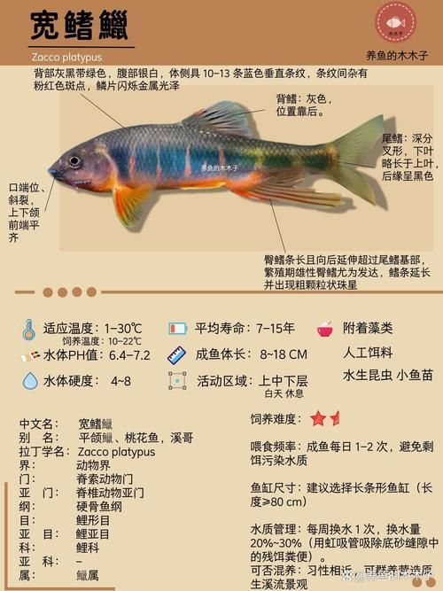 長汀龍魚有哪些特點？，關于長汀龍魚的知識 長汀龍魚有哪些特點？，關于長汀龍魚的知識 龍魚百科 第5張