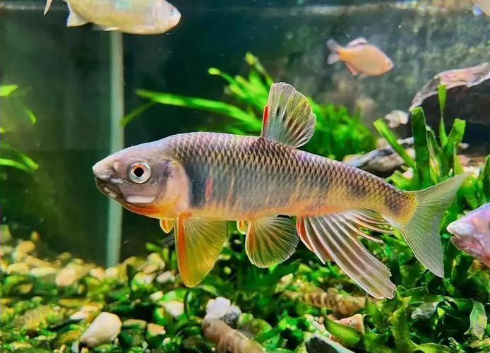 長汀龍魚有哪些特點(diǎn)？，關(guān)于長汀龍魚的知識