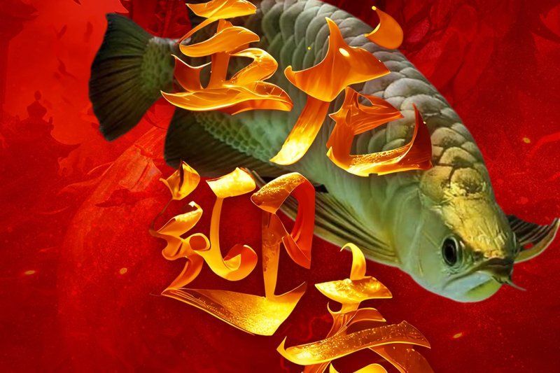 祥龍魚場的龍魚品質如何？，祥龍魚場的龍魚品質分析， 祥龍魚場的龍魚品質如何？，祥龍魚場的龍魚品質分析， 龍魚百科 第2張