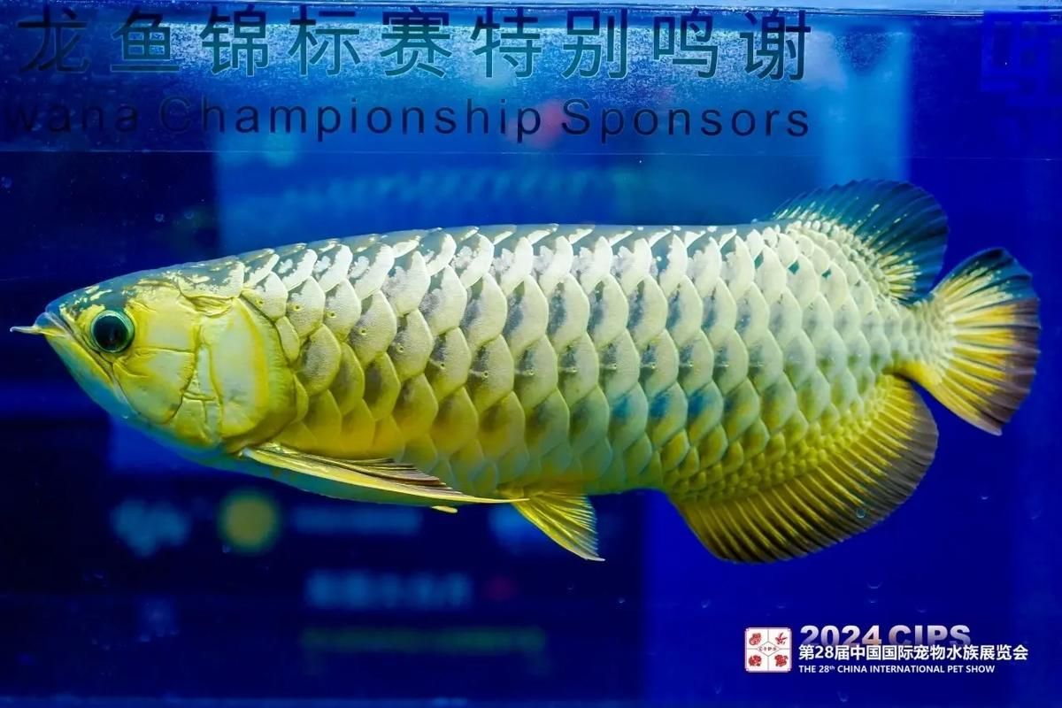 國際紅龍屬于什么檔次 國際紅龍屬于什么檔次 龍魚百科 第2張