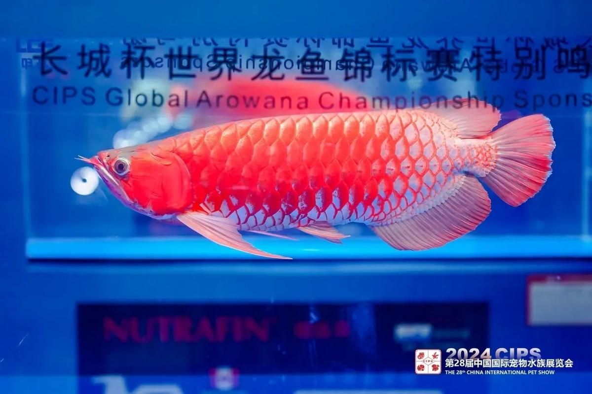 國際紅龍屬于什么檔次