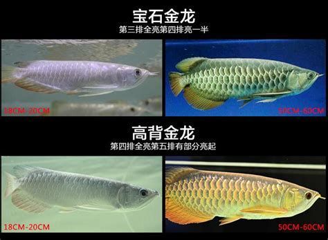 臨沂龍魚養殖基地的龍魚品種有哪些？ 臨沂龍魚養殖基地的龍魚品種有哪些？ 龍魚百科 第3張