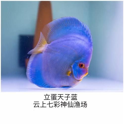 祥龍龍魚清菌靈有哪些使用方法,祥龍龍魚清菌靈 龍魚百科 第6張 祥龍龍魚清菌靈有哪些使用方法,祥龍龍魚清菌靈 祥龍龍魚清菌靈有哪些使用方法,祥龍龍魚清菌靈 龍魚百科 第6張