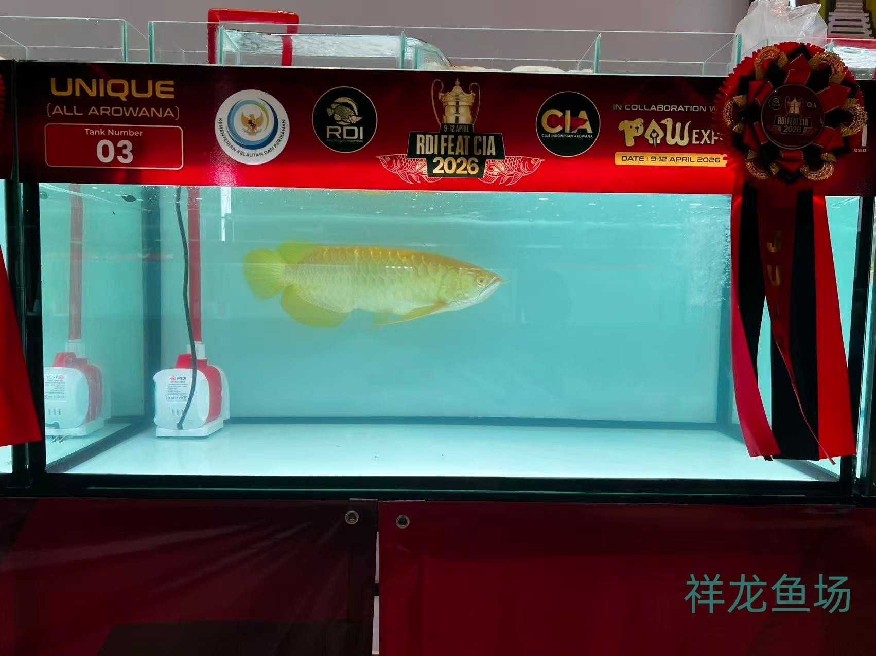2026 RDI FEAT CIA印尼紅龍魚大賽參賽魚只鑒賞，2026rdifeatcia印尼紅龍魚大賽 2026 RDI FEAT CIA印尼紅龍魚大賽參賽魚只鑒賞，2026rdifeatcia印尼紅龍魚大賽 2025長城杯龍魚大賽 第9張