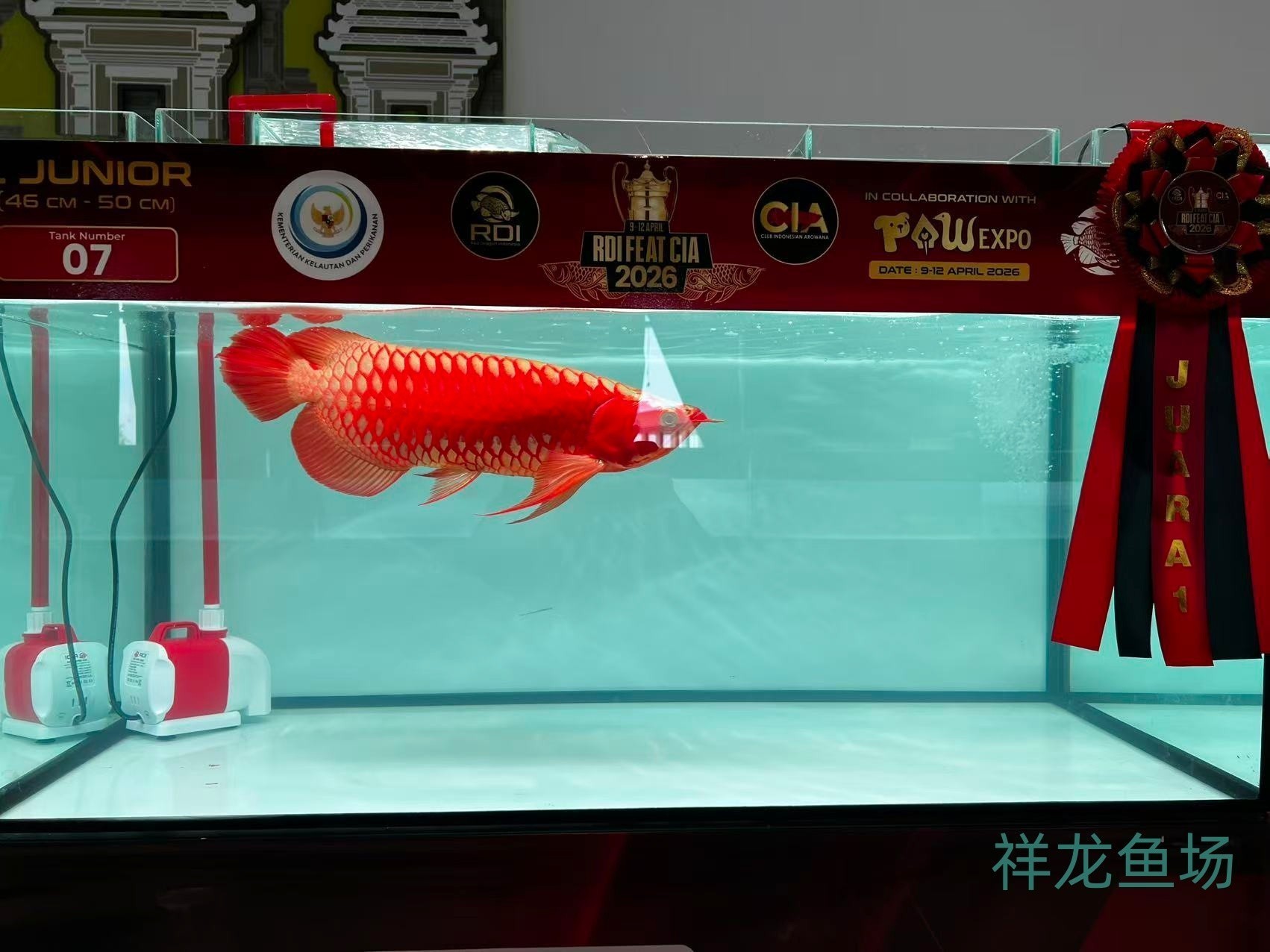 2026 RDI FEAT CIA印尼紅龍魚大賽參賽魚只鑒賞，2026rdifeatcia印尼紅龍魚大賽 2026 RDI FEAT CIA印尼紅龍魚大賽參賽魚只鑒賞，2026rdifeatcia印尼紅龍魚大賽 2025長城杯龍魚大賽 第16張