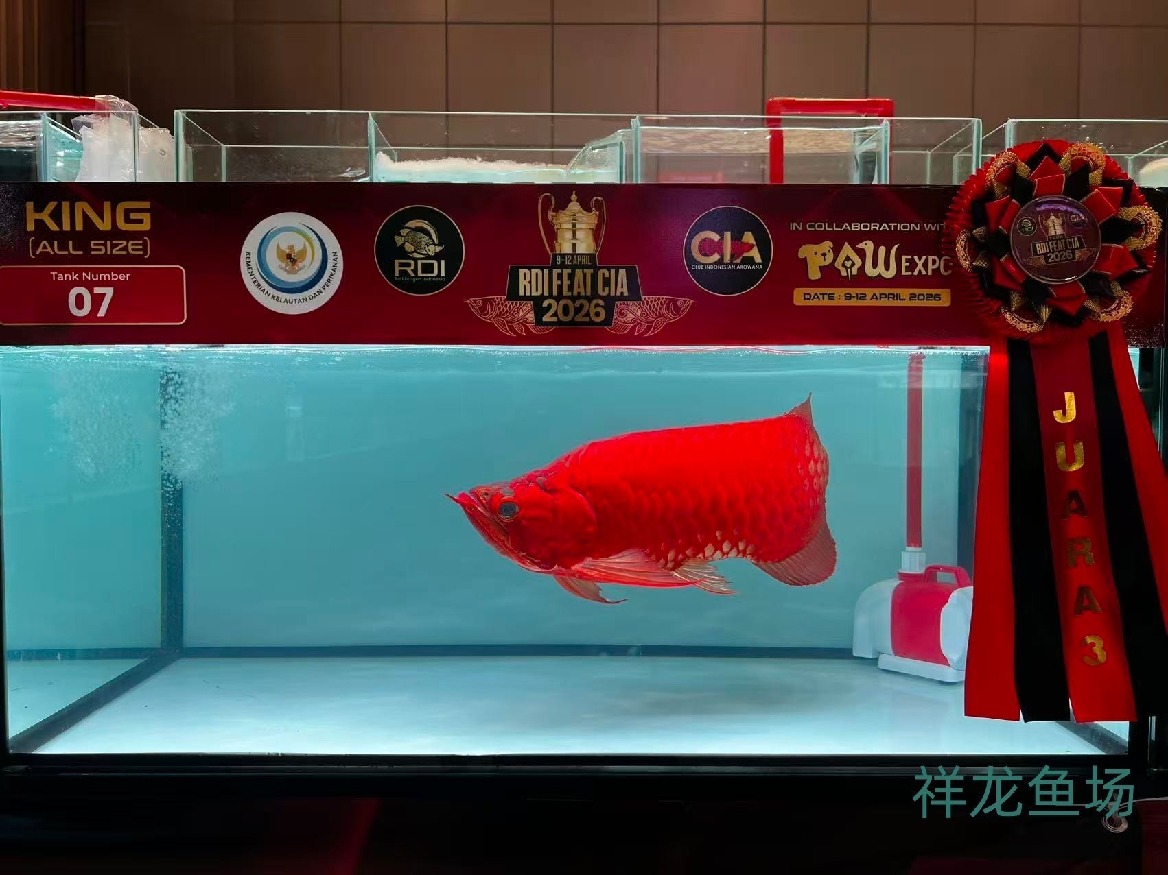 2026 RDI FEAT CIA印尼紅龍魚大賽參賽魚只鑒賞，2026rdifeatcia印尼紅龍魚大賽 2026 RDI FEAT CIA印尼紅龍魚大賽參賽魚只鑒賞，2026rdifeatcia印尼紅龍魚大賽 2025長城杯龍魚大賽 第21張