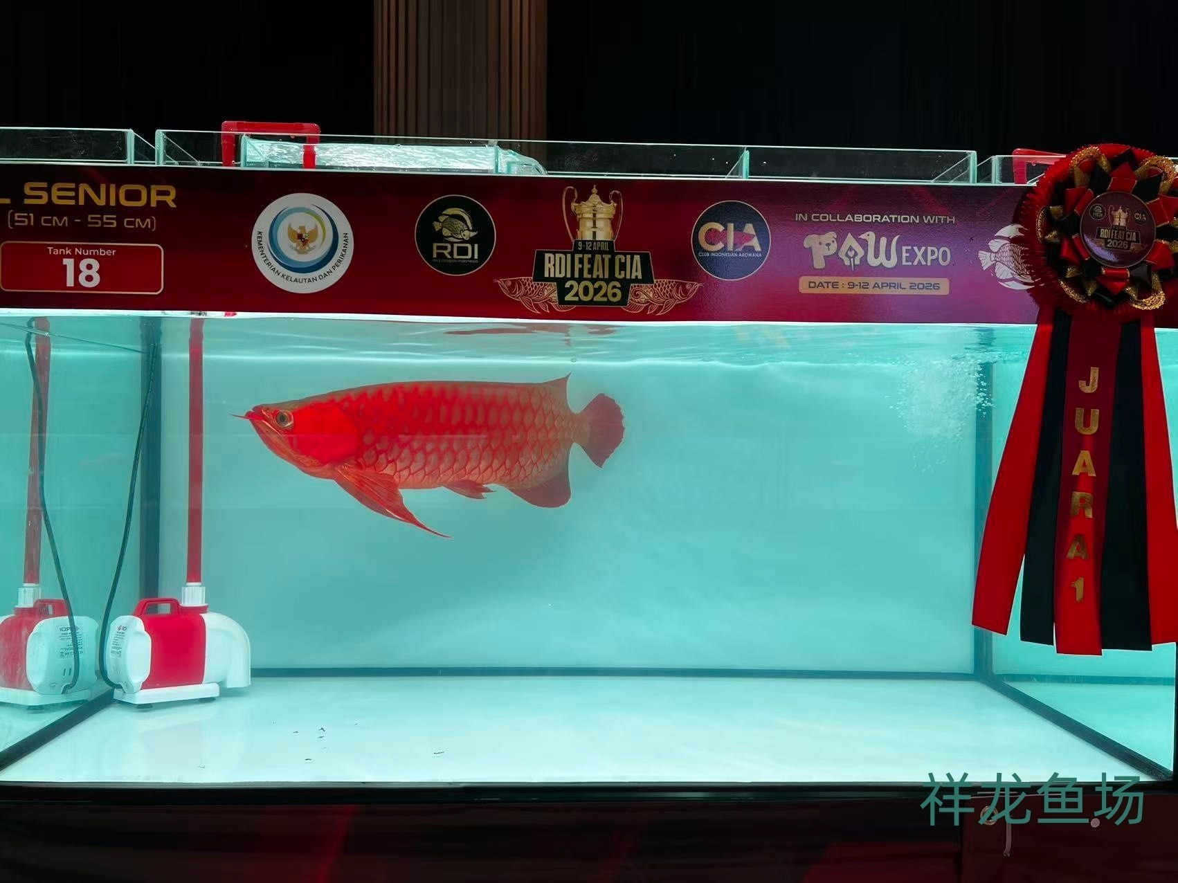 2026 RDI FEAT CIA印尼紅龍魚大賽參賽魚只鑒賞，2026rdifeatcia印尼紅龍魚大賽 2026 RDI FEAT CIA印尼紅龍魚大賽參賽魚只鑒賞，2026rdifeatcia印尼紅龍魚大賽 2025長城杯龍魚大賽 第29張