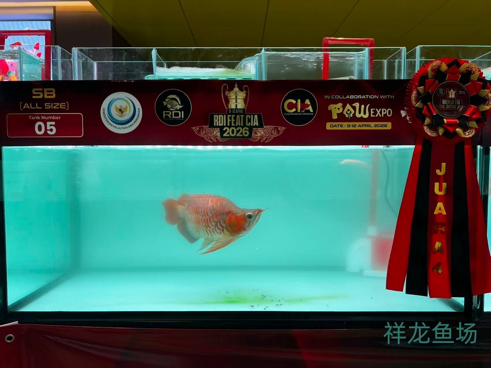 2026 RDI FEAT CIA印尼紅龍魚大賽參賽魚只鑒賞，2026rdifeatcia印尼紅龍魚大賽 2026 RDI FEAT CIA印尼紅龍魚大賽參賽魚只鑒賞，2026rdifeatcia印尼紅龍魚大賽 2025長城杯龍魚大賽 第36張