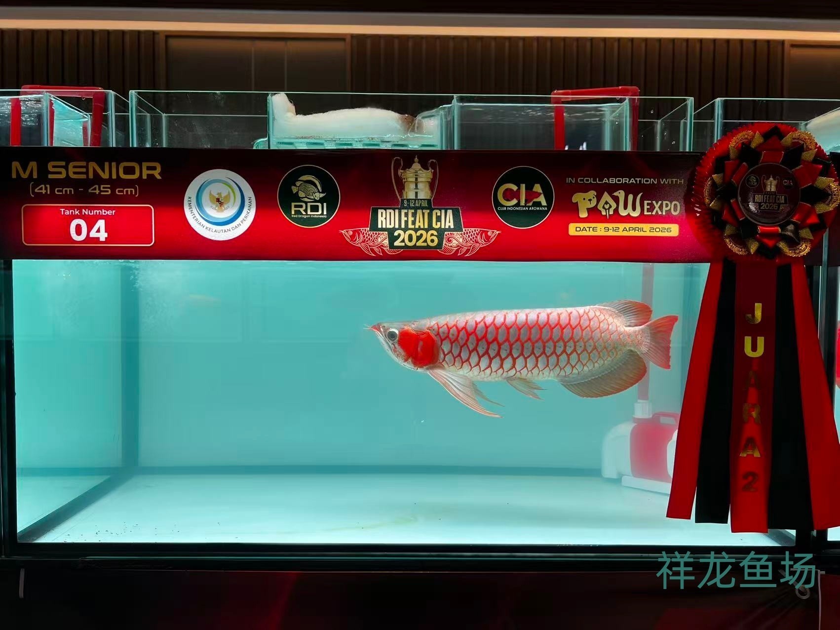 2026 RDI FEAT CIA印尼紅龍魚大賽參賽魚只鑒賞，2026rdifeatcia印尼紅龍魚大賽 2026 RDI FEAT CIA印尼紅龍魚大賽參賽魚只鑒賞，2026rdifeatcia印尼紅龍魚大賽 2025長城杯龍魚大賽 第37張