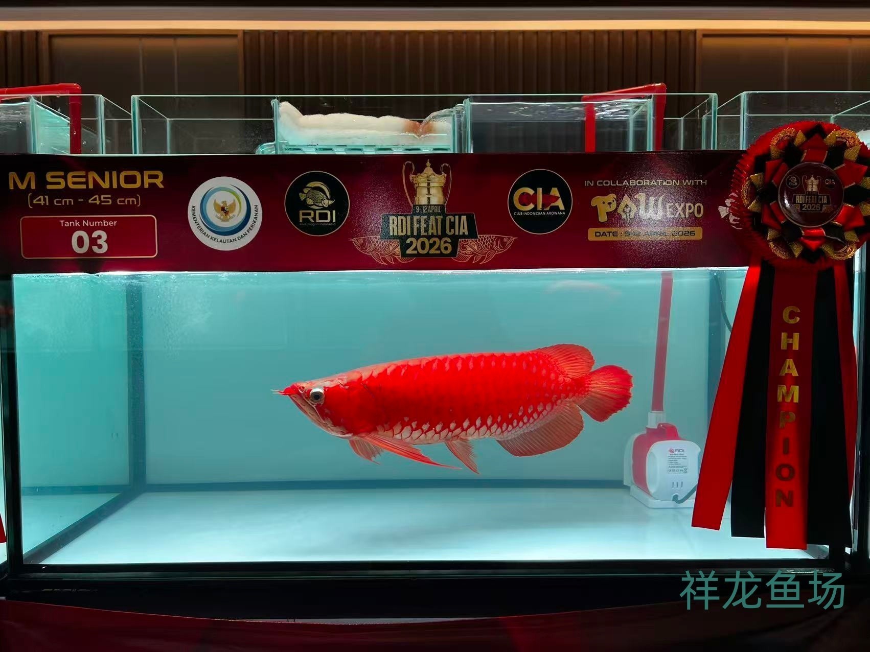 2026 RDI FEAT CIA印尼紅龍魚大賽參賽魚只鑒賞，2026rdifeatcia印尼紅龍魚大賽 2026 RDI FEAT CIA印尼紅龍魚大賽參賽魚只鑒賞，2026rdifeatcia印尼紅龍魚大賽 2025長城杯龍魚大賽 第40張
