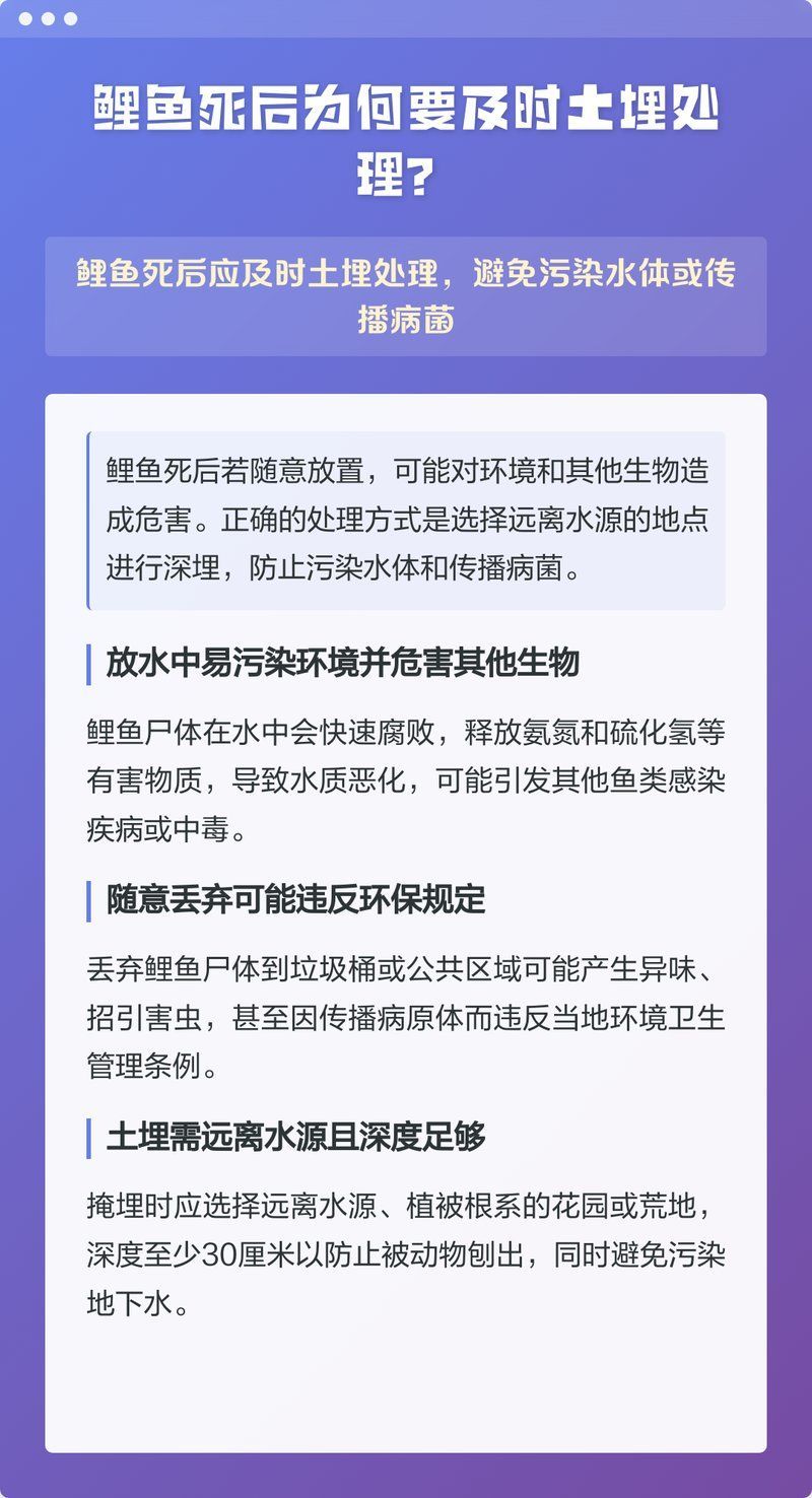 魚死后如何處理，科學、環保且兼顧情感的處理方式詳解