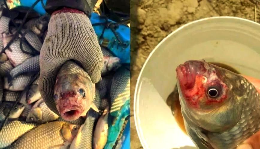 能否提供更多病魚癥狀的圖片，如何判斷魚病種類 能否提供更多病魚癥狀的圖片，如何判斷魚病種類 龍魚百科 第12張