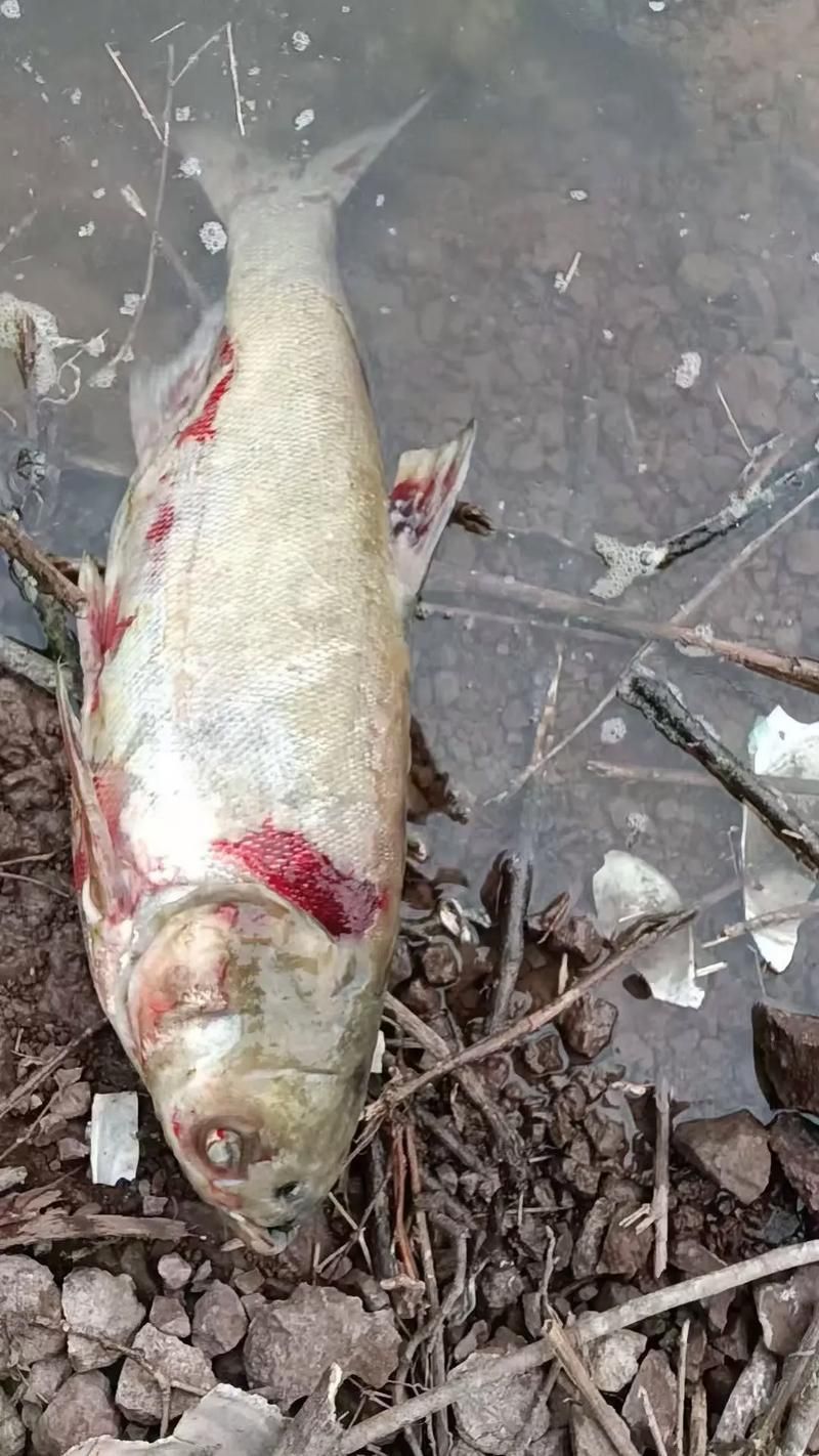 能否提供更多病魚癥狀的圖片，如何判斷魚病種類 能否提供更多病魚癥狀的圖片，如何判斷魚病種類 龍魚百科 第15張