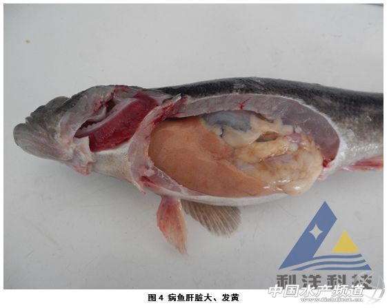 魚體潰爛后多久會(huì)恢復(fù)，魚體潰爛后多久會(huì)恢復(fù)共調(diào)用2個(gè)工具 魚體潰爛后多久會(huì)恢復(fù)，魚體潰爛后多久會(huì)恢復(fù)共調(diào)用2個(gè)工具 龍魚百科 第2張