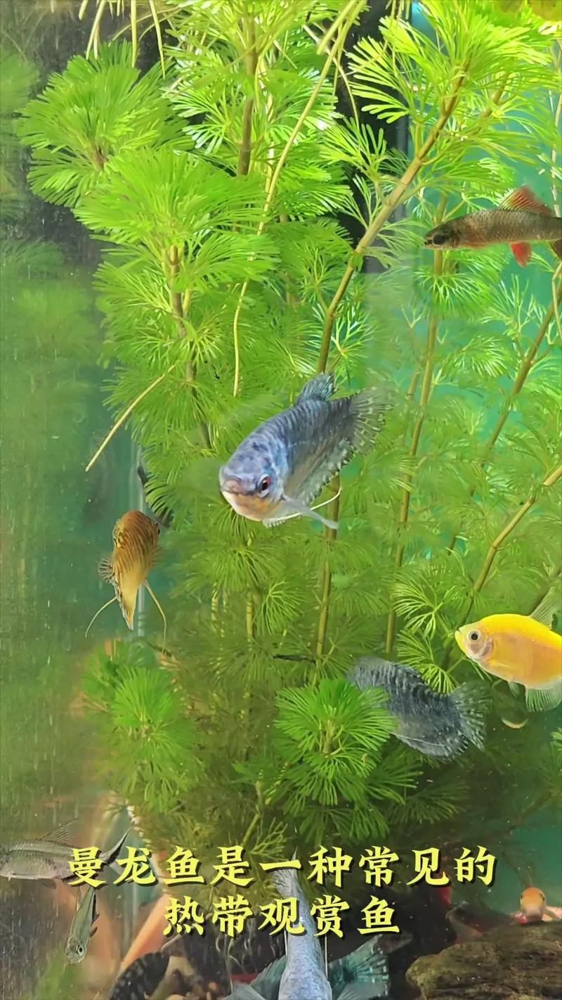 如何判斷科曼龍魚是否健康，如何判斷科曼龍魚是否健康思考完成,用戶要求詳解 如何判斷科曼龍魚是否健康，如何判斷科曼龍魚是否健康思考完成,用戶要求詳解 龍魚百科 第4張