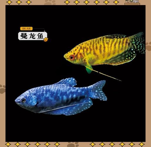 如何判斷科曼龍魚是否健康，如何判斷科曼龍魚是否健康思考完成,用戶要求詳解 如何判斷科曼龍魚是否健康，如何判斷科曼龍魚是否健康思考完成,用戶要求詳解 龍魚百科 第1張