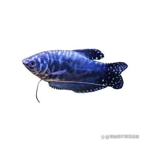 如何判斷科曼龍魚是否健康，如何判斷科曼龍魚是否健康思考完成,用戶要求詳解 如何判斷科曼龍魚是否健康，如何判斷科曼龍魚是否健康思考完成,用戶要求詳解 龍魚百科 第5張