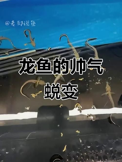 給我一些南譙龍魚的飼養圖片，南譙龍魚的飼養指南 給我一些南譙龍魚的飼養圖片，南譙龍魚的飼養指南 龍魚百科 第6張