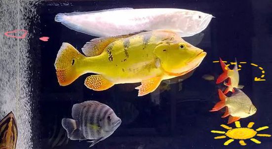 給我一些南譙龍魚的飼養圖片，南譙龍魚的飼養指南 給我一些南譙龍魚的飼養圖片，南譙龍魚的飼養指南 龍魚百科 第14張