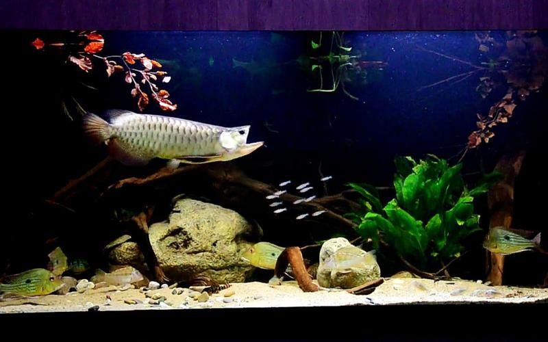 給我一些南譙龍魚的飼養圖片，南譙龍魚的飼養指南 給我一些南譙龍魚的飼養圖片，南譙龍魚的飼養指南 龍魚百科 第8張