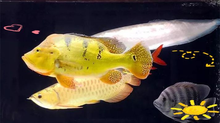 給我一些南譙龍魚的飼養圖片，南譙龍魚的飼養指南 給我一些南譙龍魚的飼養圖片，南譙龍魚的飼養指南 龍魚百科 第11張