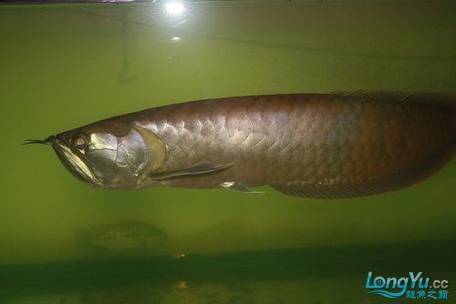 給我一些南譙龍魚的飼養圖片，南譙龍魚的飼養指南 給我一些南譙龍魚的飼養圖片，南譙龍魚的飼養指南 龍魚百科 第7張