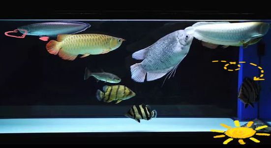 給我一些南譙龍魚的飼養圖片，南譙龍魚的飼養指南 給我一些南譙龍魚的飼養圖片，南譙龍魚的飼養指南 龍魚百科 第9張