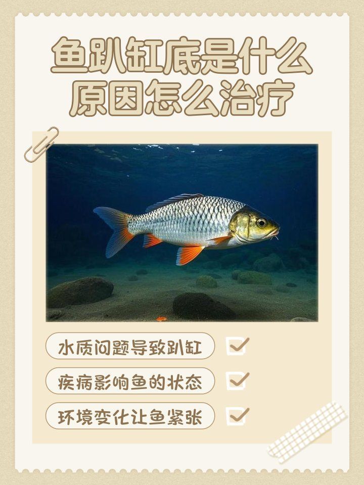 龍魚趴缸底不游有哪些可能的原因？，龍魚趴缸底不游信息整理完整解釋龍魚趴缸底不游的原因