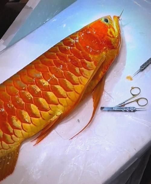 羅湖龍魚的售后服務如何？，羅湖龍魚售后服務