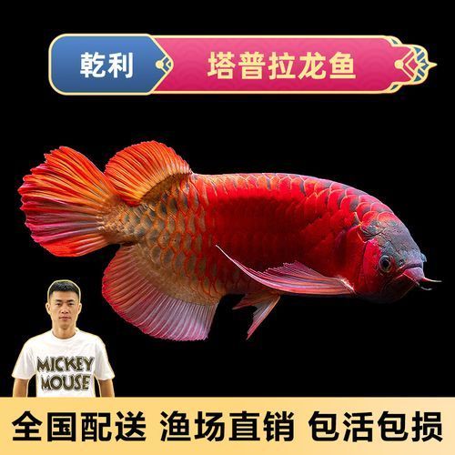 羅湖龍魚的售后服務如何？，羅湖龍魚售后服務