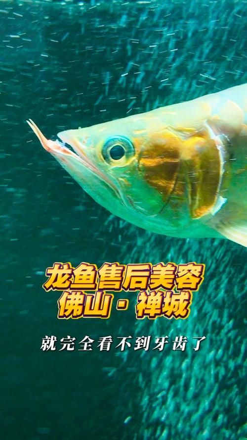 羅湖龍魚的售后服務如何？，羅湖龍魚售后服務