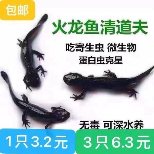 給我一些判斷小火龍蠑螈是否吃飽的圖片，如何判斷小火龍蠑螈是否吃飽 給我一些判斷小火龍蠑螈是否吃飽的圖片，如何判斷小火龍蠑螈是否吃飽 龍魚百科 第4張