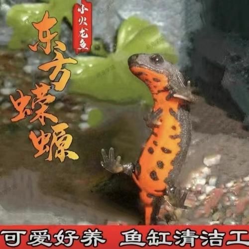 給我一些判斷小火龍蠑螈是否吃飽的圖片，如何判斷小火龍蠑螈是否吃飽 給我一些判斷小火龍蠑螈是否吃飽的圖片，如何判斷小火龍蠑螈是否吃飽 龍魚百科 第8張