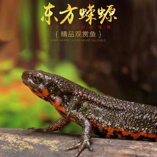 給我一些判斷小火龍蠑螈是否吃飽的圖片，如何判斷小火龍蠑螈是否吃飽