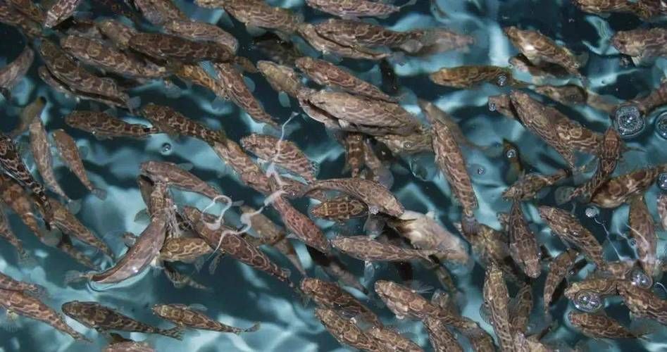 如何判斷魚群是否處于應激狀態，arxiv論文助手判斷魚群是否處于應激狀態下的應激狀態 如何判斷魚群是否處于應激狀態，arxiv論文助手判斷魚群是否處于應激狀態下的應激狀態 龍魚百科 第6張