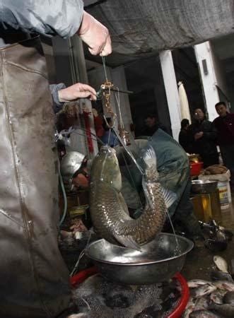 龍魚死亡后應該如何處理才吉利？，龍魚死亡后如何處理才吉利，1000字詳盡處理指南 龍魚死亡后應該如何處理才吉利？，龍魚死亡后如何處理才吉利，1000字詳盡處理指南 龍魚百科 第1張