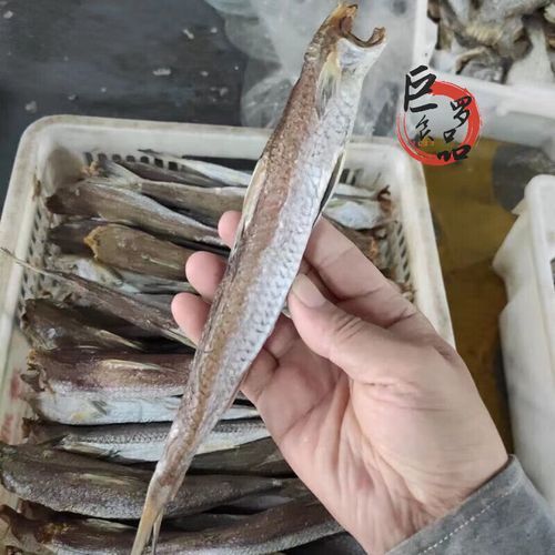 北海葵龍魚的價(jià)格是多少？，北海葵龍魚的價(jià)格是多少 北海葵龍魚的價(jià)格是多少？，北海葵龍魚的價(jià)格是多少 龍魚百科 第5張