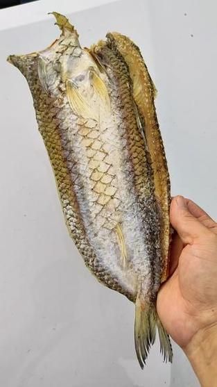 北海葵龍魚的價(jià)格是多少？，北海葵龍魚的價(jià)格是多少 北海葵龍魚的價(jià)格是多少？，北海葵龍魚的價(jià)格是多少 龍魚百科 第7張