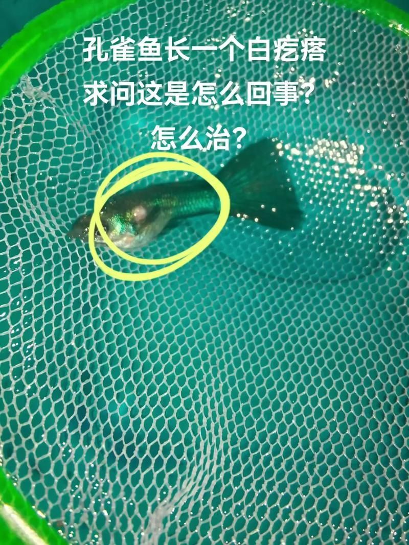 赤荔鳳冠魚爛鰓病如何治療？，赤荔鳳冠魚爛鰓病如何治療