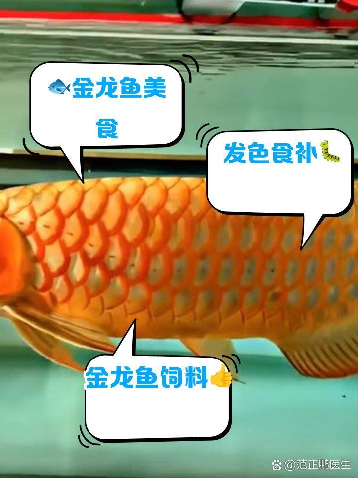 金龍福龍魚哪些食物最營養，范正鵬醫生，金龍福龍魚哪些食物最營養？ 金龍福龍魚哪些食物最營養，范正鵬醫生，金龍福龍魚哪些食物最營養？ 龍魚百科 第1張