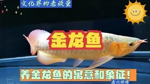 長壽花和金龍魚哪個更有寓意？