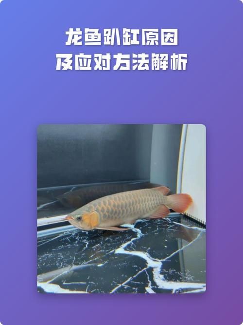 如何預防龍魚眼睛白膜破裂，如何預防龍魚眼睛白膜破裂調用工具arxiv論文助手