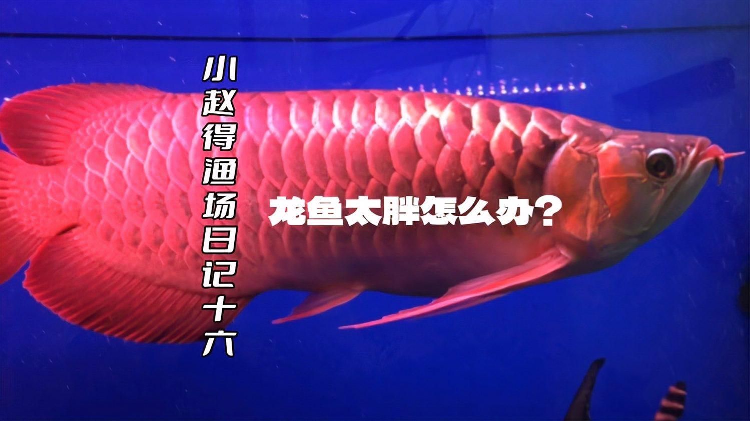 龍魚吃胖了如何調整喂食量？，龍魚吃胖了會影響體型美觀，龍魚減肥期喂食計劃表 龍魚吃胖了如何調整喂食量？，龍魚吃胖了會影響體型美觀，龍魚減肥期喂食計劃表 龍魚百科