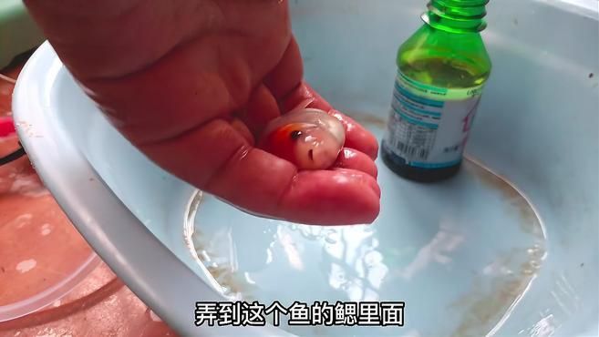 如何判斷金魚受傷程度，如何判斷金魚受傷程度,還有生還的可能嗎 如何判斷金魚受傷程度，如何判斷金魚受傷程度,還有生還的可能嗎 龍魚百科 第5張
