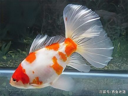 如何判斷金魚受傷程度，如何判斷金魚受傷程度,還有生還的可能嗎 如何判斷金魚受傷程度，如何判斷金魚受傷程度,還有生還的可能嗎 龍魚百科 第1張